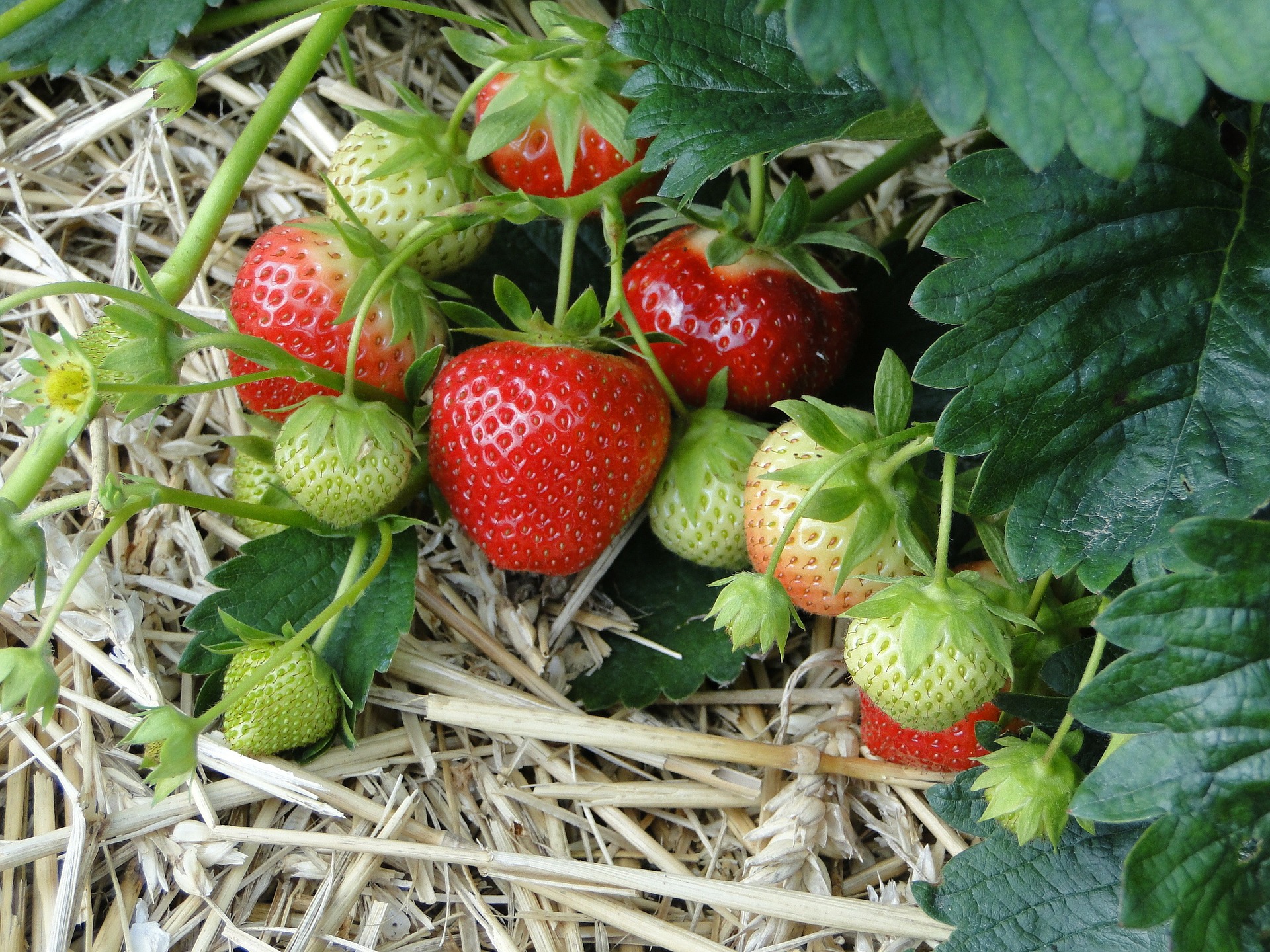strawberries-196798_1920.jpg
